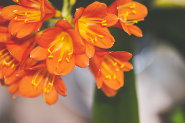 Fototapeta premium Freesia orange