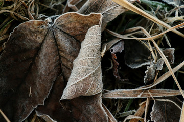 Hoarfrost on the brown leafs and stems of grass