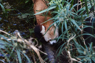 Lesser Red Panda Firefox Mammal Animal