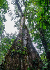 Naklejka premium Vertical view of huge tree in the forest