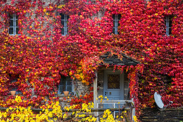 Fototapeta na wymiar Fall red leafs climb a multi stored building fasade, omitting windows. Seasonal Autumn background.