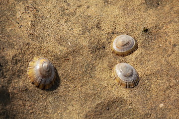 sea shells on the rock