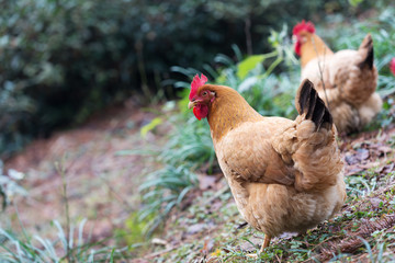 hen on ground