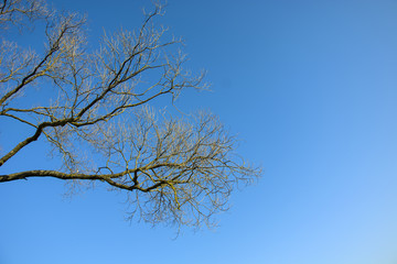 Branches of a leafless tree on a background of blue sky