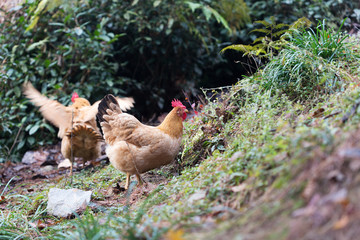 hen on ground
