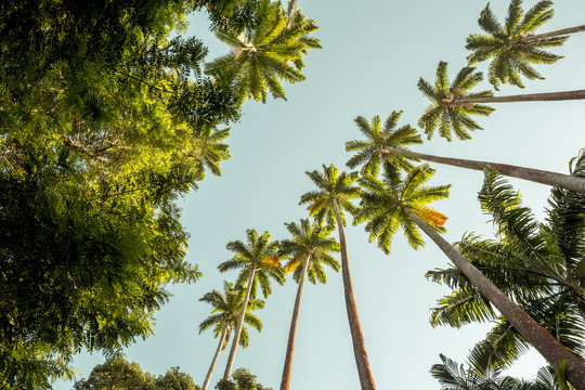 Palm trees in Botanical Garden in Rio de Janeiro city, Brazil