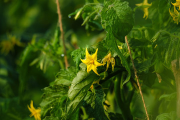 Growing tomato farm field tied to bamboo supported structure