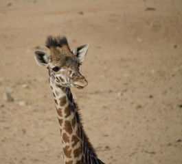Fototapeta na wymiar Young and curious Giraffes tracks tourists in safari park