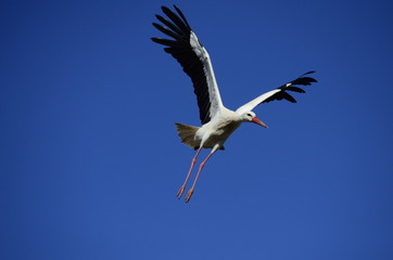 Fototapeta na wymiar Stork flying. Stork in sky. (Ciconia)