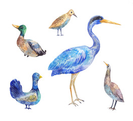 Obraz premium Set of birds living in a swamp. Heron, bittern, black grouse, drake, wader. Watercolor illustration