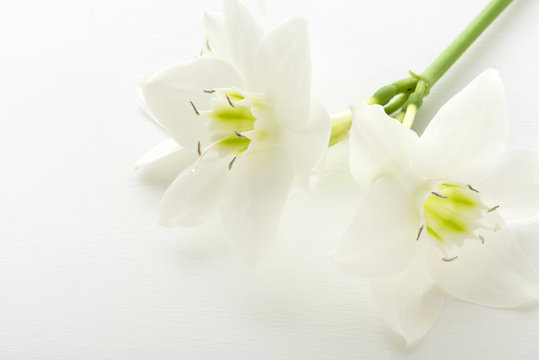 193 Best ユーチャリス Images Stock Photos Vectors Adobe Stock 193 Best ユーチャリス Images Stock Photos Vectors Adobe Stock