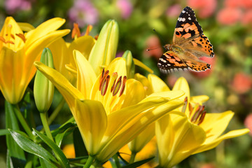 Schmetterling 261 © K.-U. Häßler