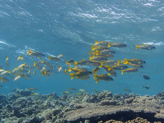 Fototapeta na wymiar Black Spotted Snappers on a Red Sea reff