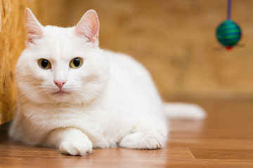 Large fat white cat lying on the floor stretching its paws