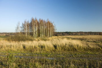 Obraz premium Dirt road through grassy meadows, forest and clear sky