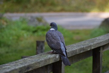 Pigeon resting on a bridge