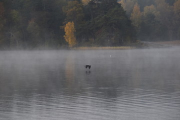 Obraz na płótnie Canvas Heron flying over the lake a misty morning