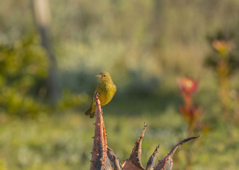 Cape Weaver, (Ploceus capensis), sitting on cactus looking left, eye very visible and bright yellow feathers, South Africa