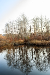 Fototapeta na wymiar reflected winter trees on lake