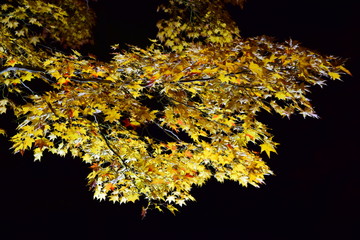 illuminated maple leaf