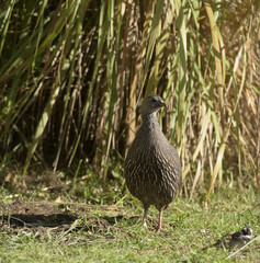 Shelley's francolin (Scleroptila shelleyi), facing camera and walking towards camers, with green grass in background. South Africa