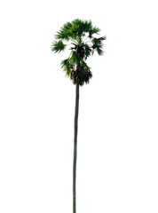 sugar palm tree isolated on white background