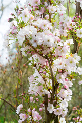 Cherry tree pink flowers blossoming twigs in spring garden