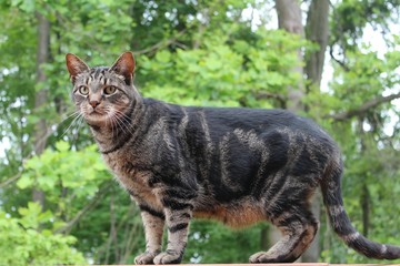 BROWN TABBY OUTSIDE AMONG THE TREES