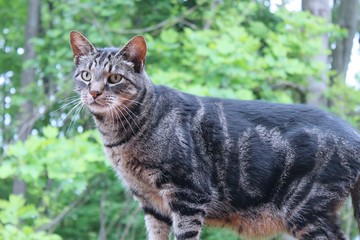 BROWN TABBY OUTSIDE AMONG THE TREES
