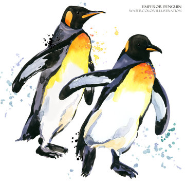 Emperor penguin watercolor illustration