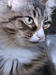 BEAUTIFUL BROWN TABBY WITH WHITE CAT