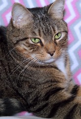 BEAUTIFUL BROWN TABBY WITH WHITE CAT