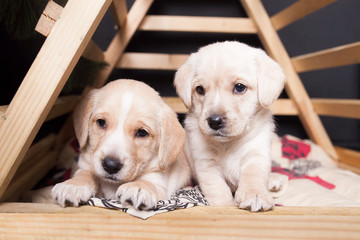 puppies cocker spaniel