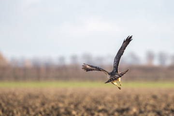 bird of prey flying away over a fresh plowed field