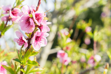 Peach tree blossom