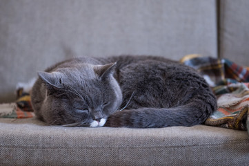 Gray British shorthair cats, indoors