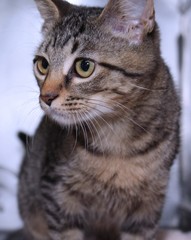 ADORABLE BROWN TABBY KITTEN