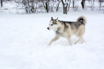 A dog of husky breed runs through the snow