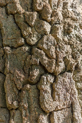close up of the bark of a tree