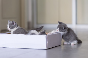 Cute kitten, indoor shooting