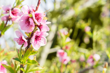 Peach tree pink flowers blossoming twigs in spring garden