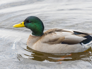 Mallard Duck