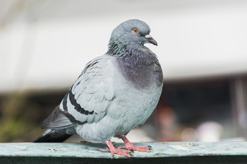 Pigeon