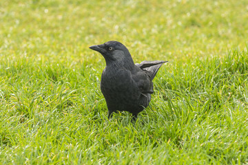 Fototapeta premium Crow on the green grass .