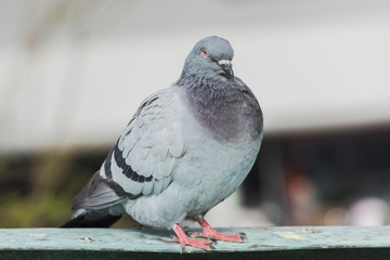 Pigeon