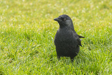 Crow on the green grass .
