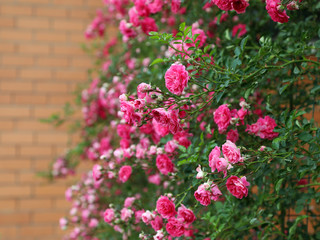 Lush flowering of a pink climbing rose in a summer garden.
