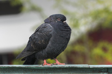Pigeon