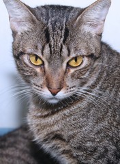Fototapeta premium BEAUTIFUL BROWN TABBY CAT
