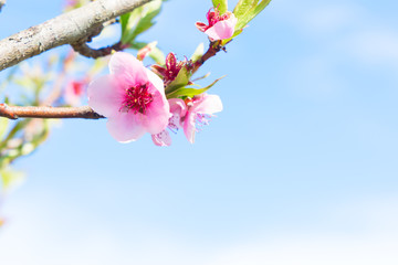 Peach tree blossom